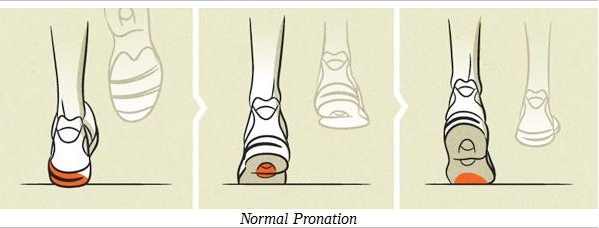 normal-pronation